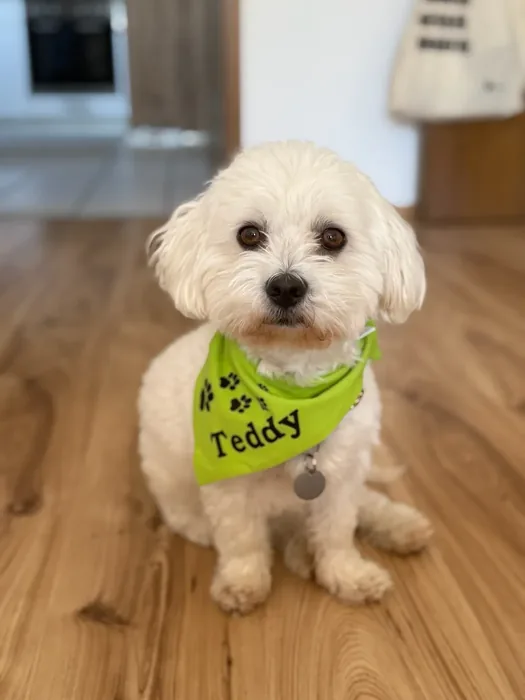 Teddy – Bürohund